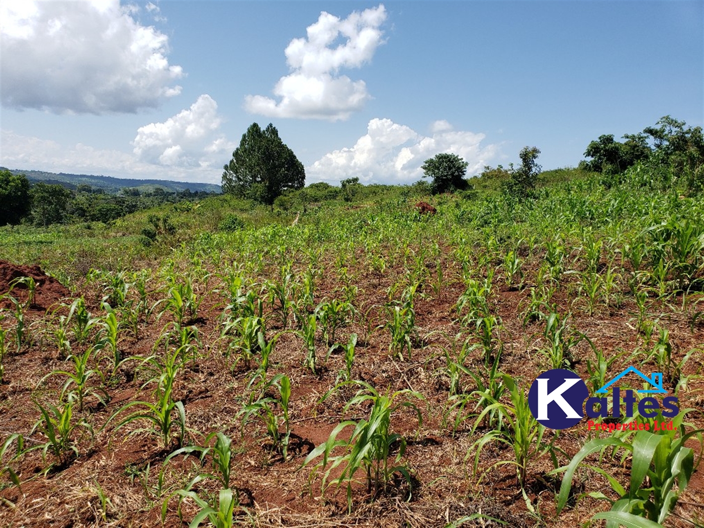 Agricultural Land for sale in Katosi Mukono