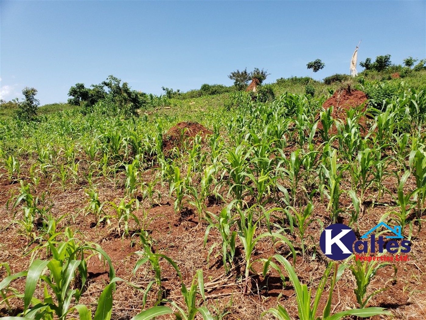 Agricultural Land for sale in Katosi Mukono