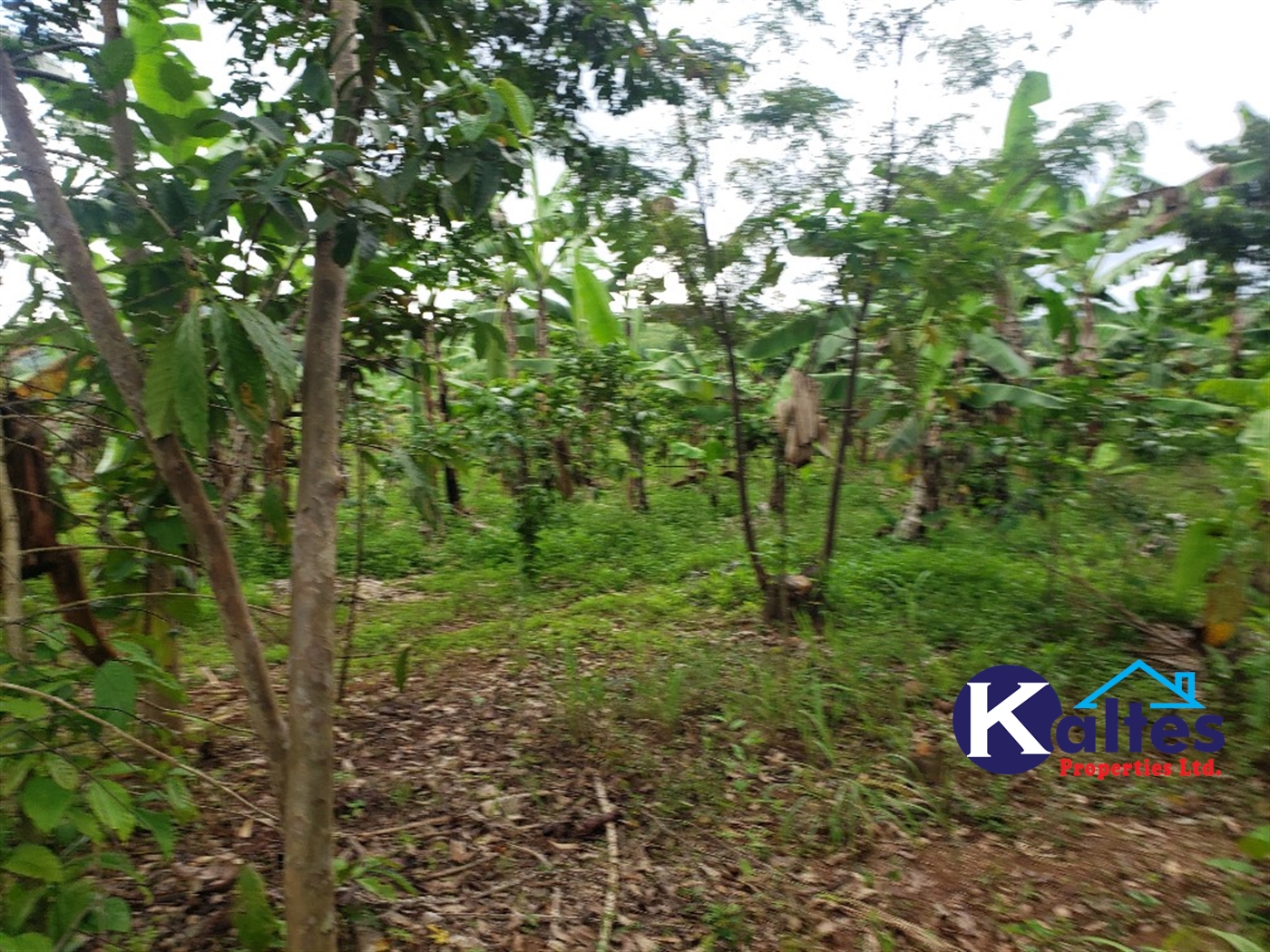 Agricultural Land for sale in Mpata Mukono