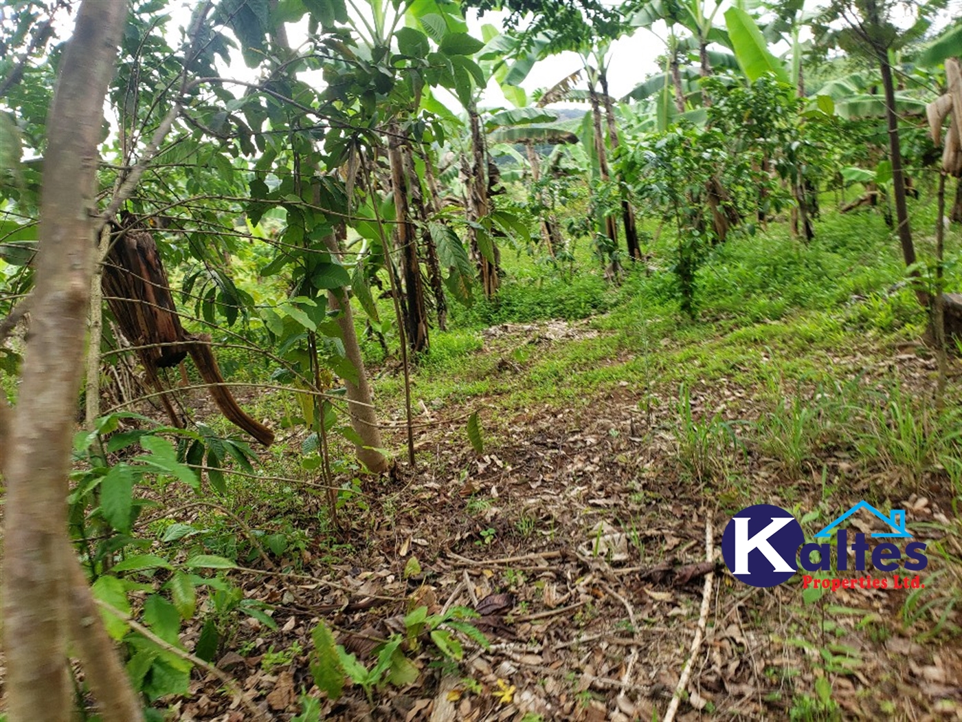 Agricultural Land for sale in Mpata Mukono