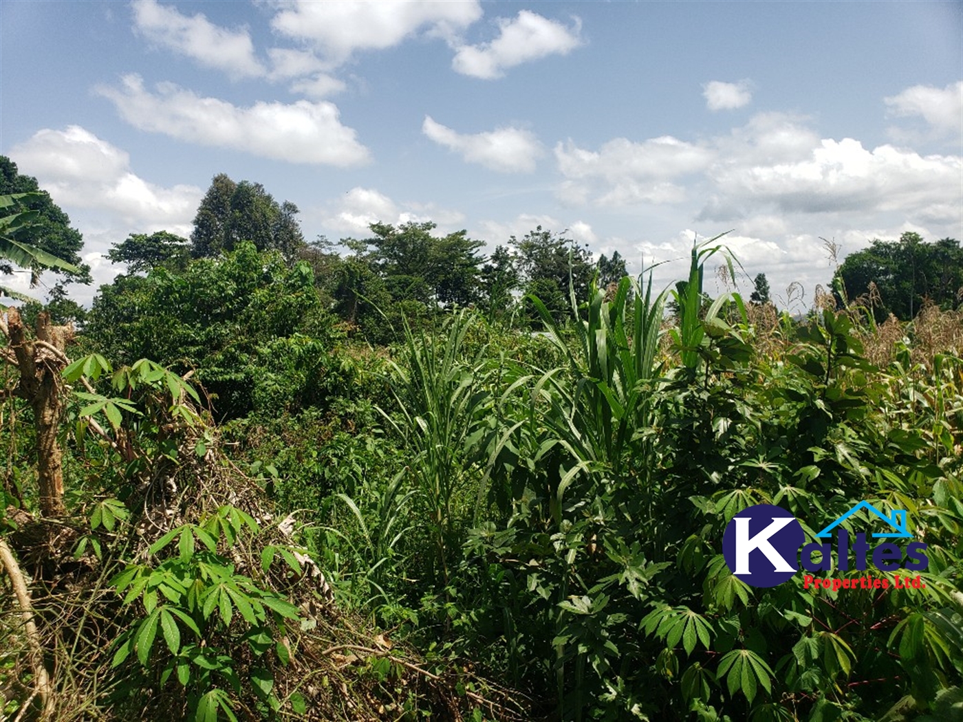 Agricultural Land for sale in Mpata Mukono