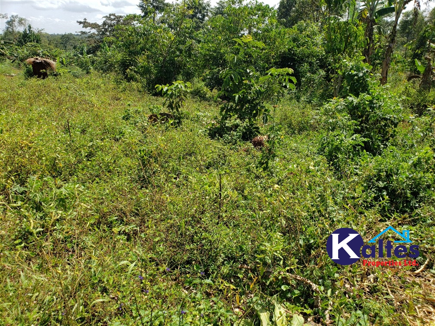 Agricultural Land for sale in Mpata Mukono