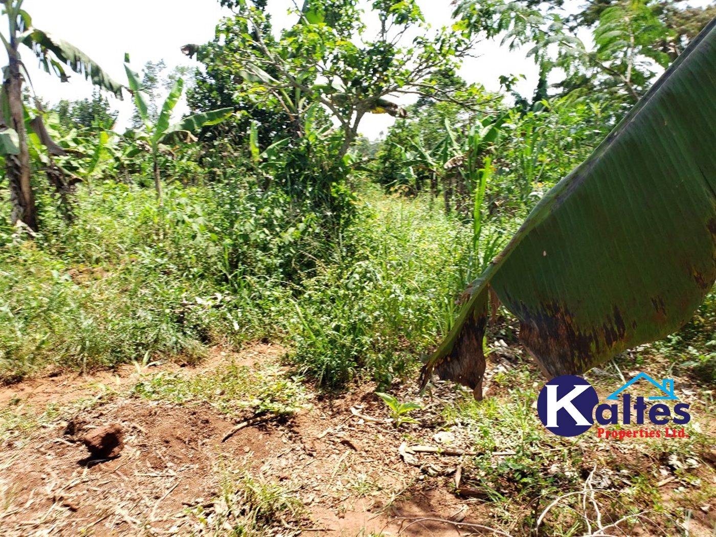 Agricultural Land for sale in Mpata Mukono