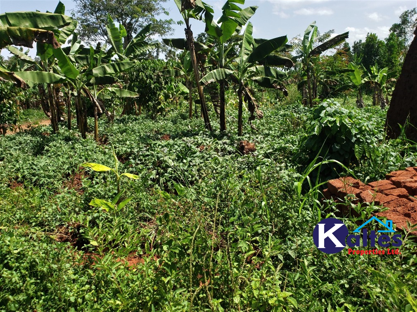 Agricultural Land for sale in Mpata Mukono