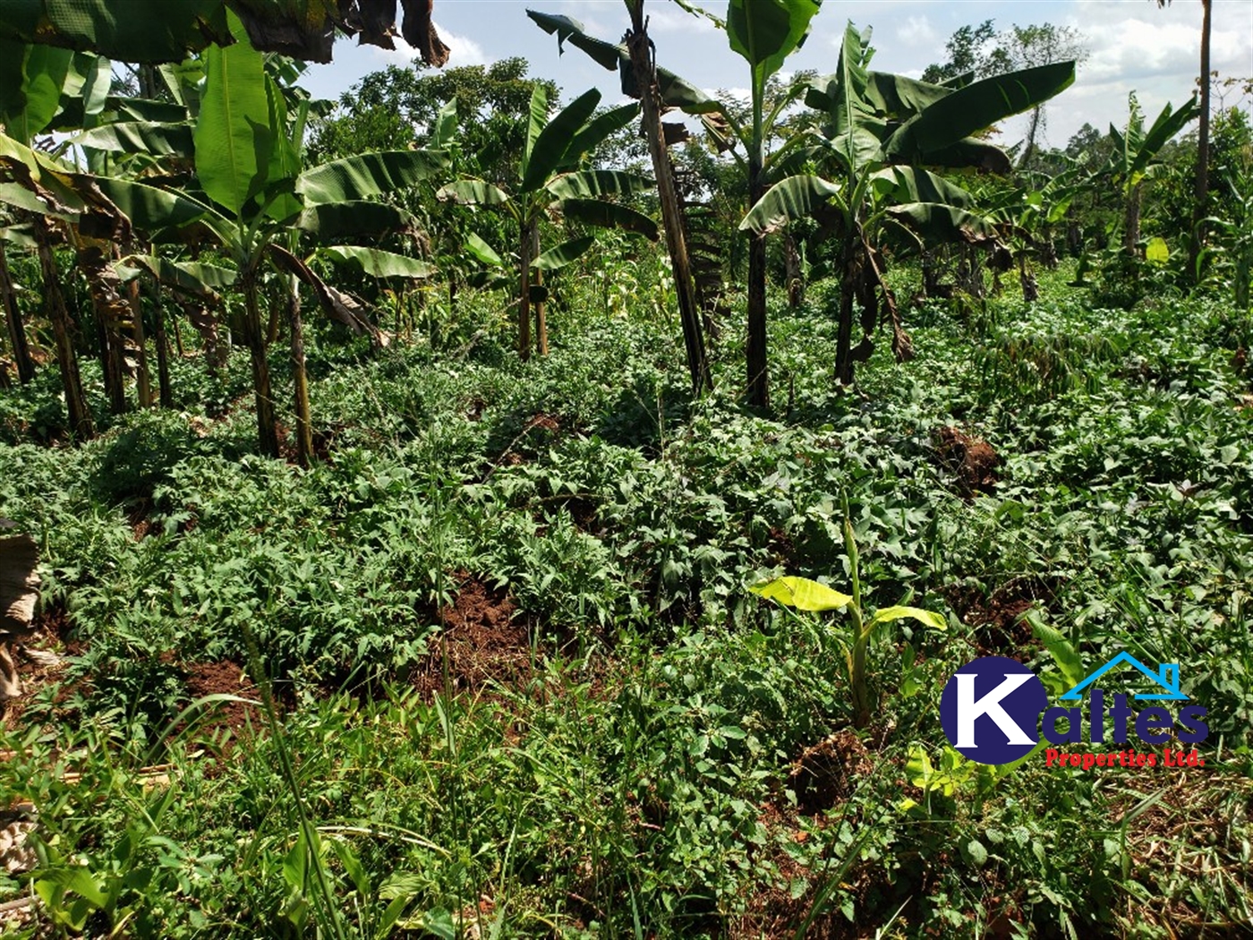 Agricultural Land for sale in Mpata Mukono