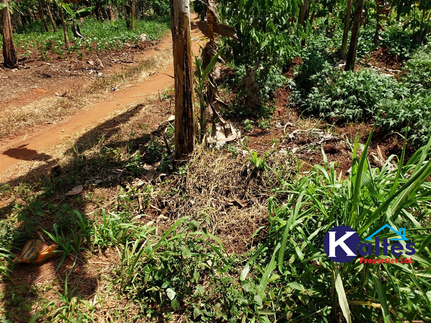 Agricultural Land for sale in Mpata Mukono