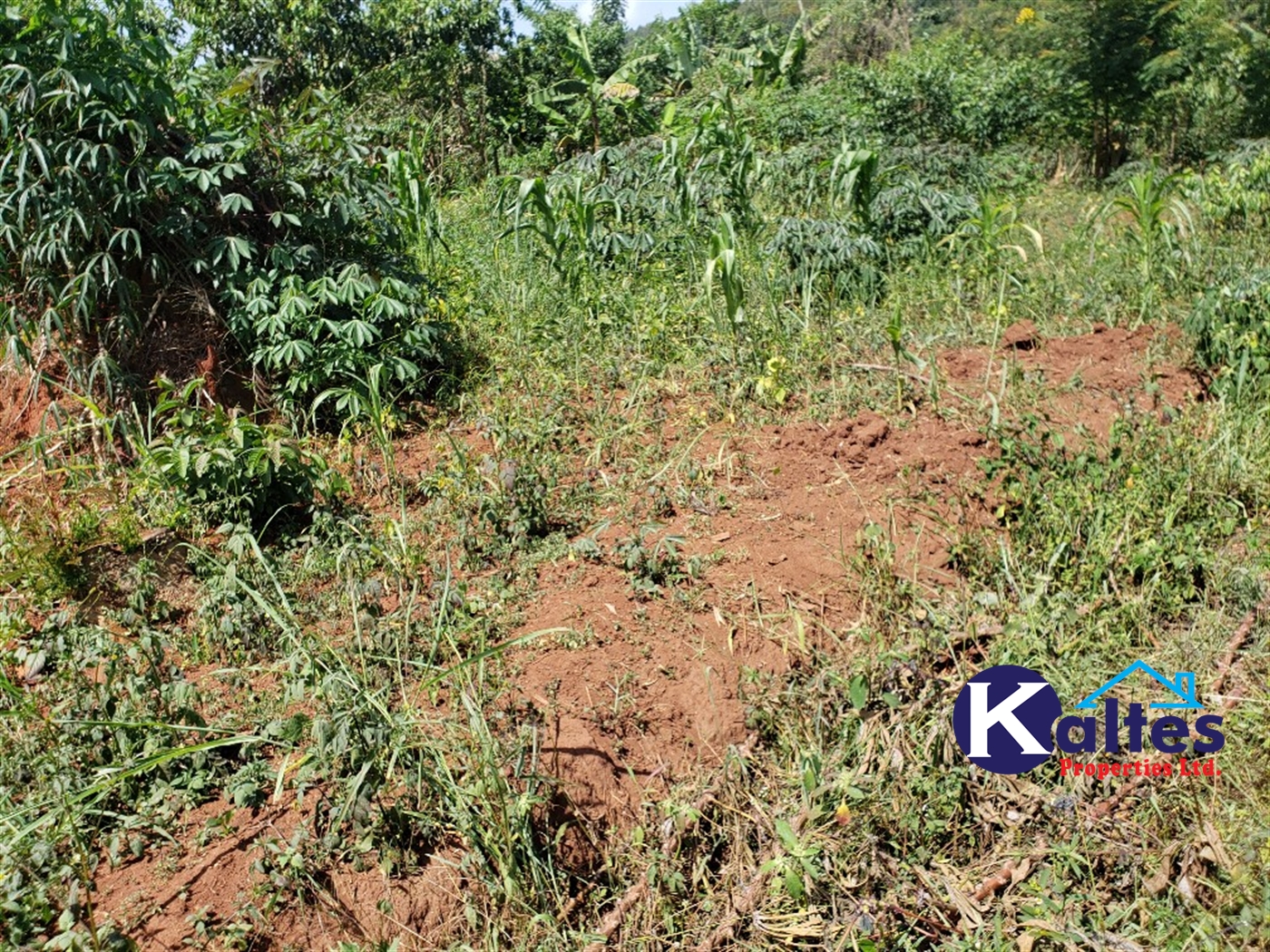 Agricultural Land for sale in Mpata Mukono