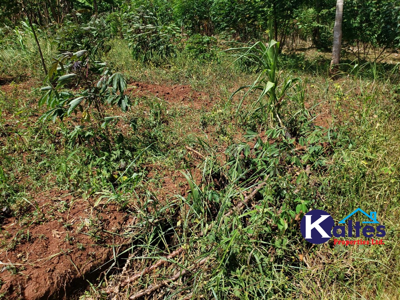 Agricultural Land for sale in Mpata Mukono