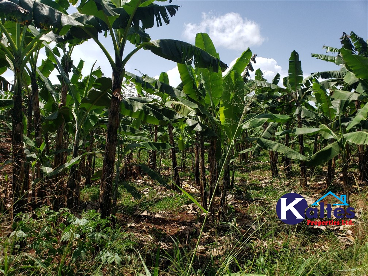 Agricultural Land for sale in Mpata Mukono