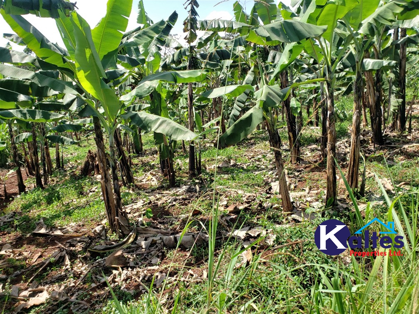 Agricultural Land for sale in Mpata Mukono