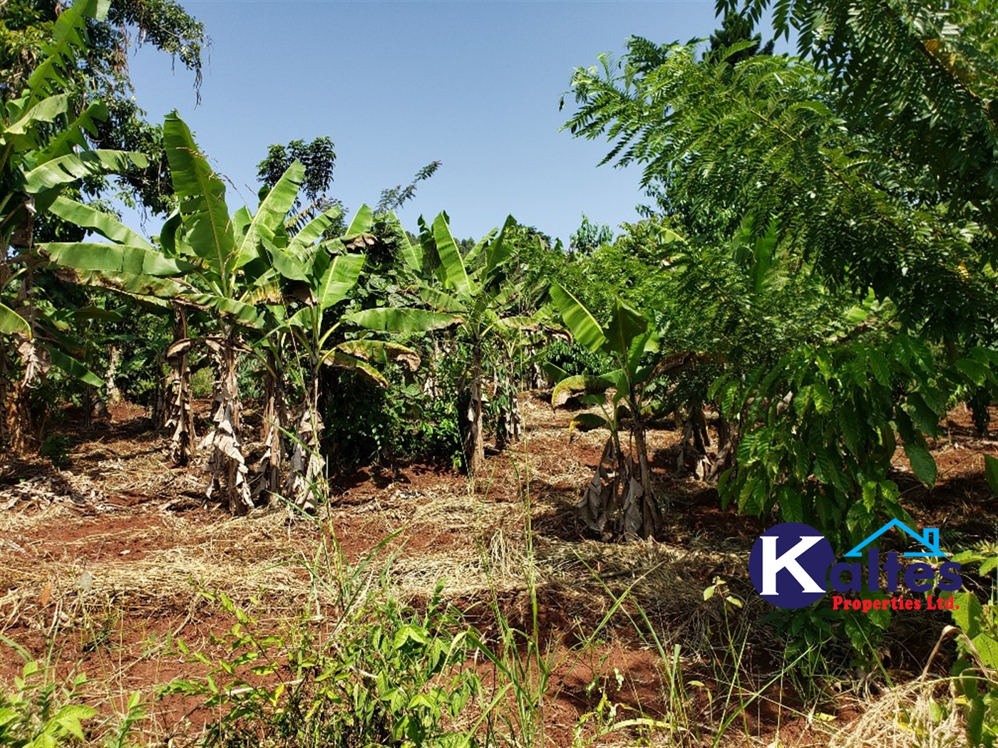 Agricultural Land for sale in Mpata Mukono