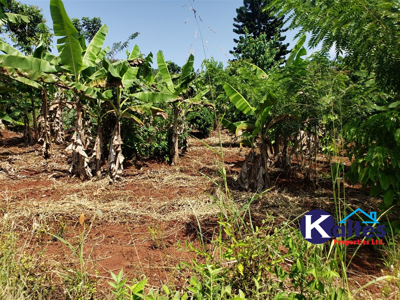 Agricultural Land for sale in Mpata Mukono