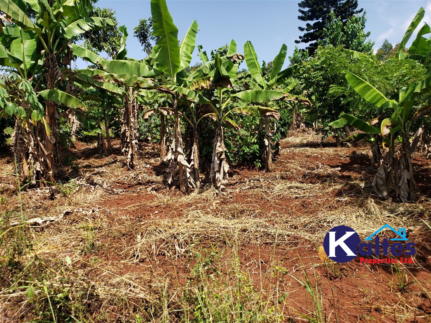 Agricultural Land for sale in Mpata Mukono