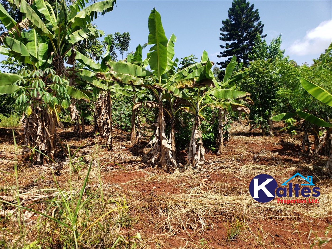 Agricultural Land for sale in Mpata Mukono