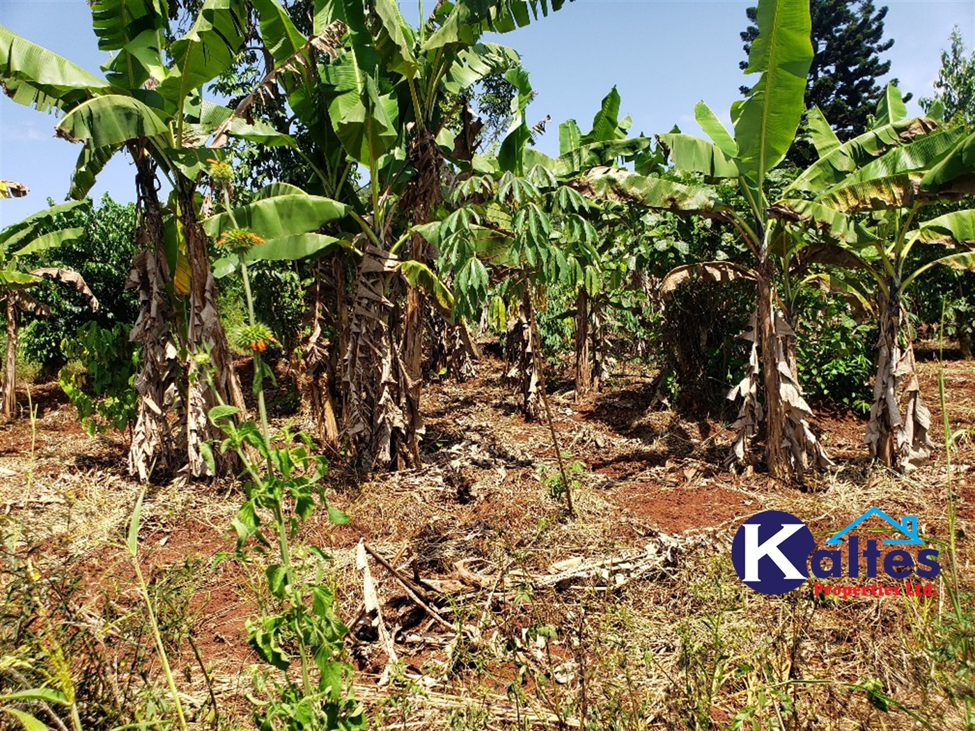 Agricultural Land for sale in Mpata Mukono