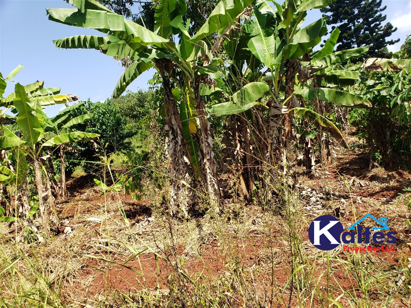 Agricultural Land for sale in Mpata Mukono