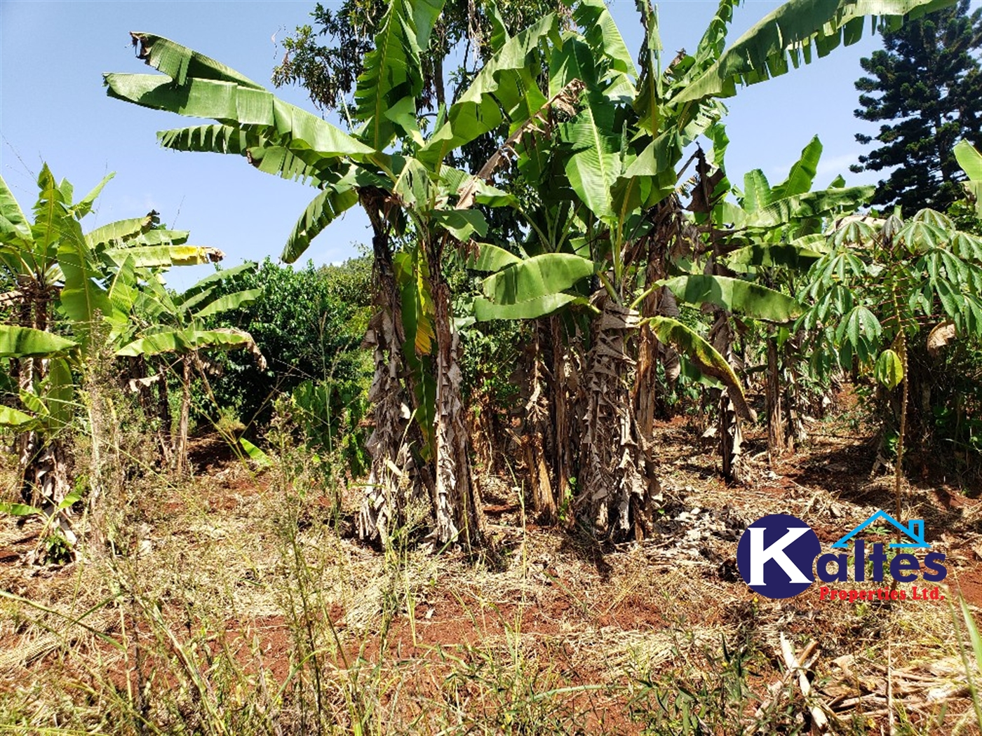 Agricultural Land for sale in Mpata Mukono