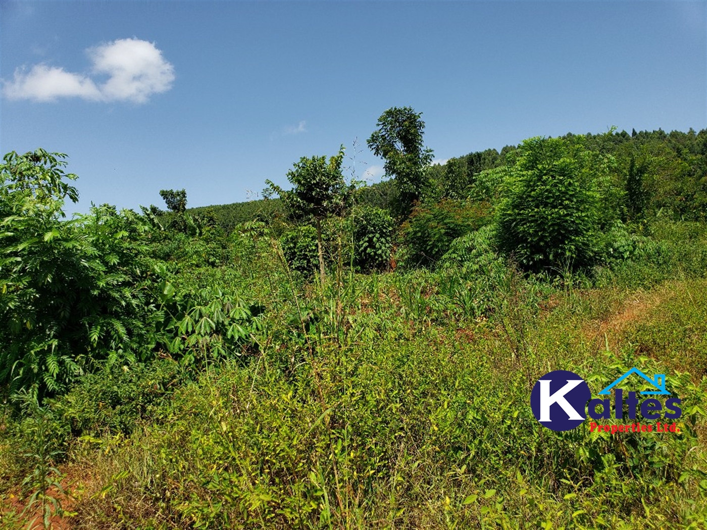 Agricultural Land for sale in Mpata Mukono