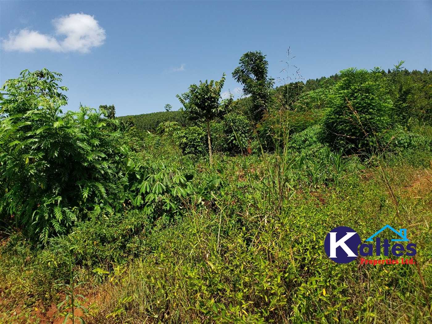 Agricultural Land for sale in Mpata Mukono