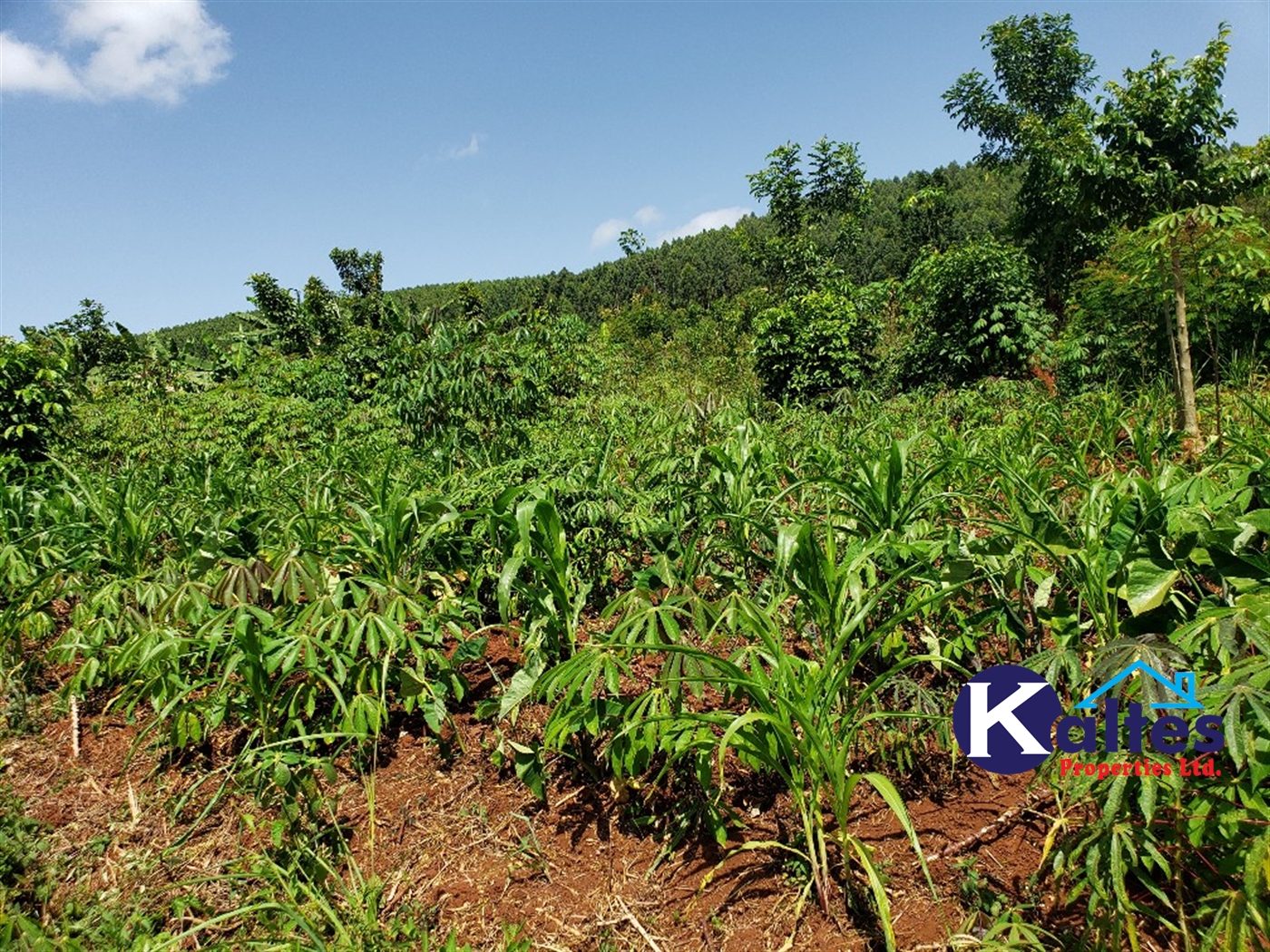 Agricultural Land for sale in Mpata Mukono