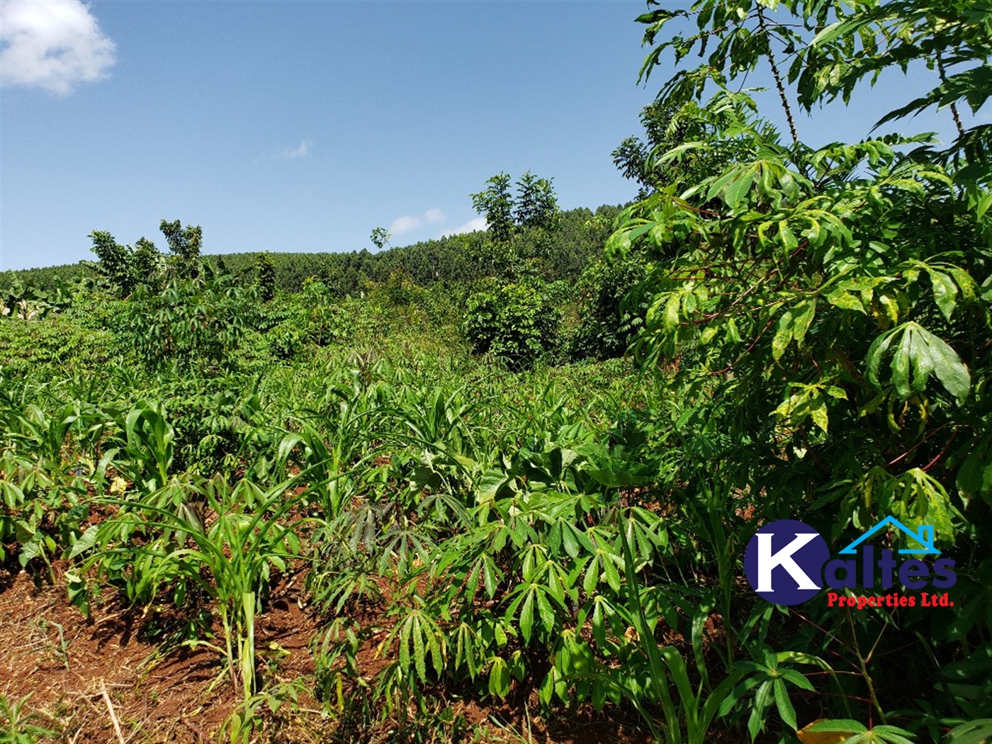 Agricultural Land for sale in Mpata Mukono