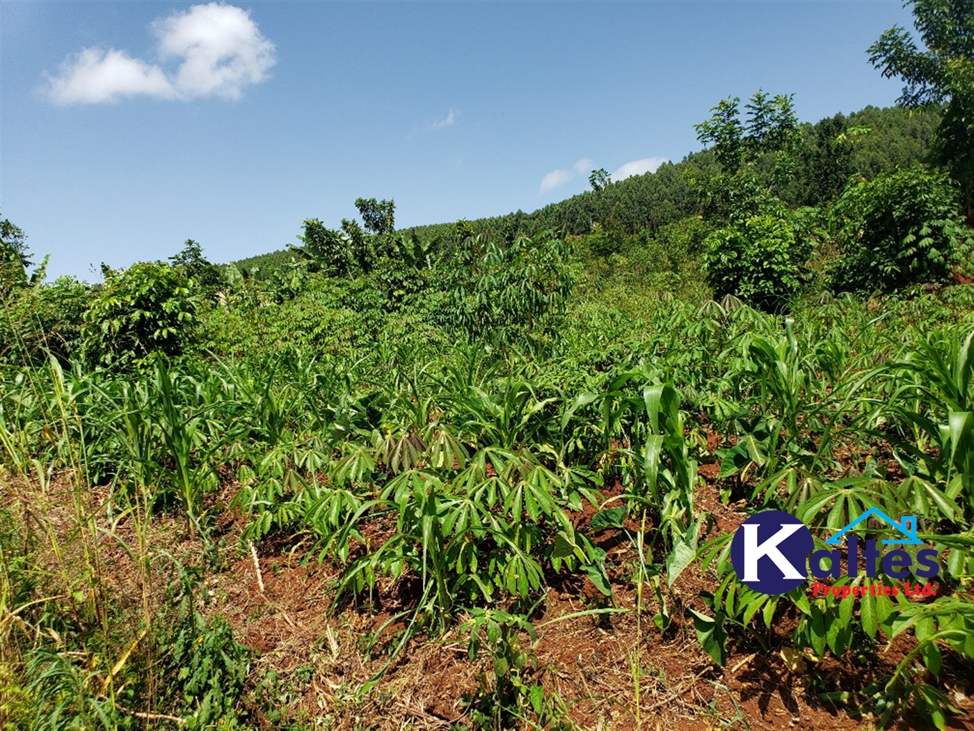 Agricultural Land for sale in Mpata Mukono