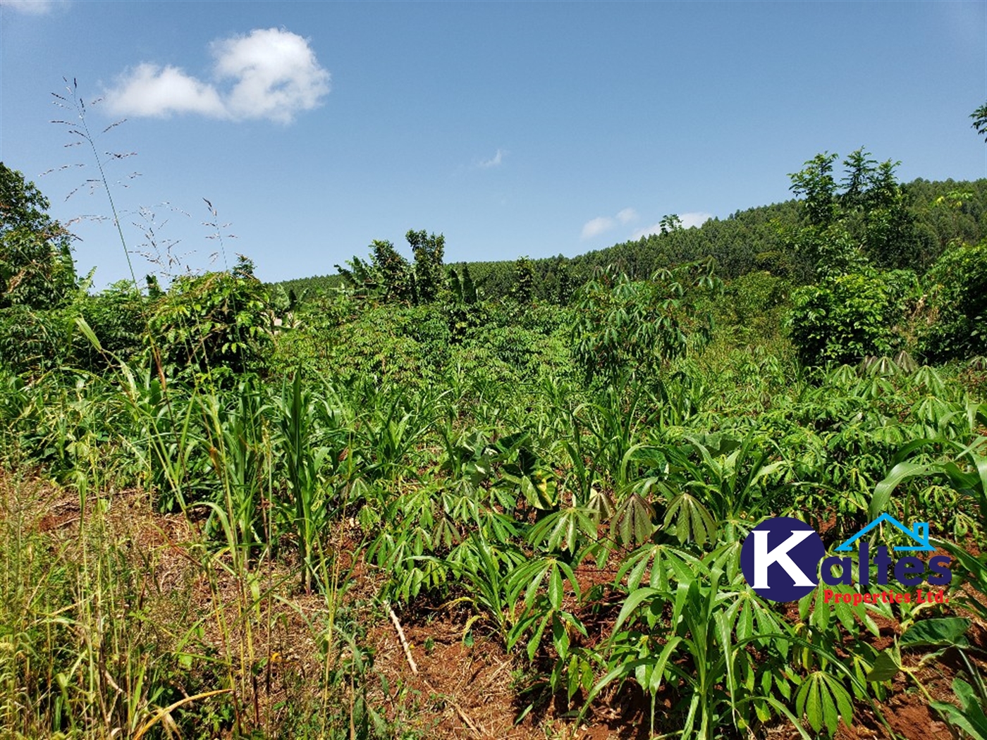 Agricultural Land for sale in Mpata Mukono