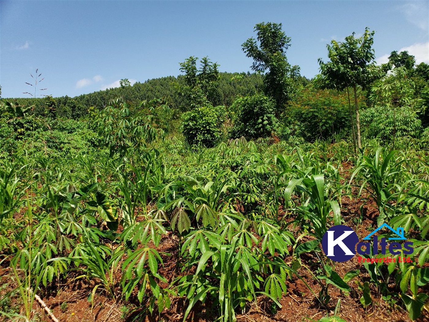 Agricultural Land for sale in Mpata Mukono