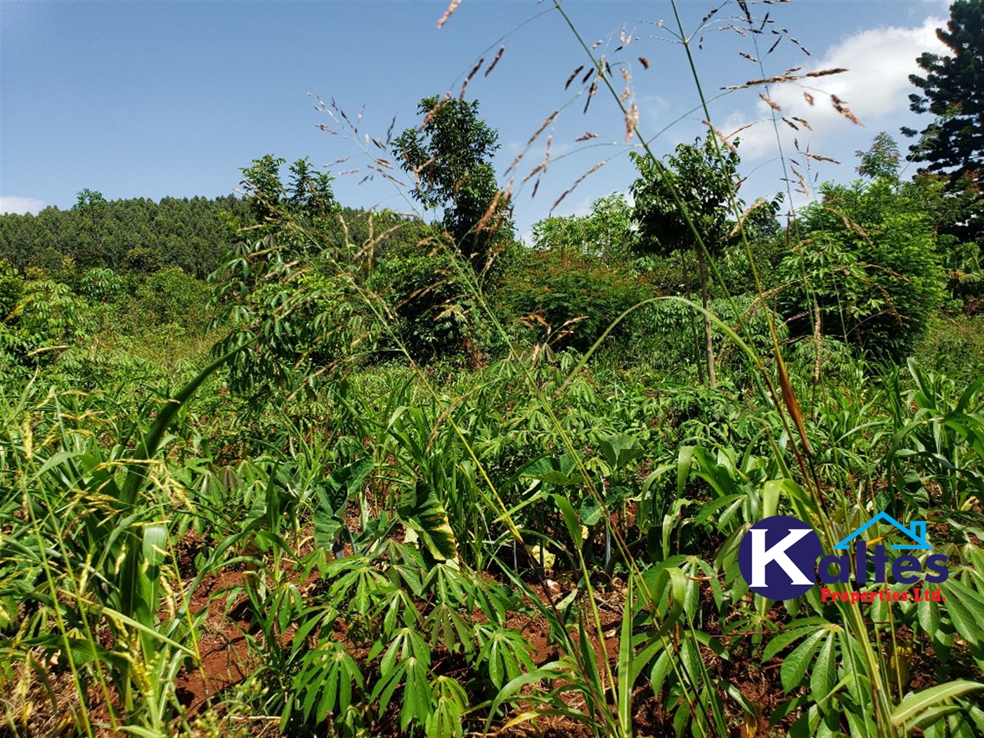 Agricultural Land for sale in Mpata Mukono