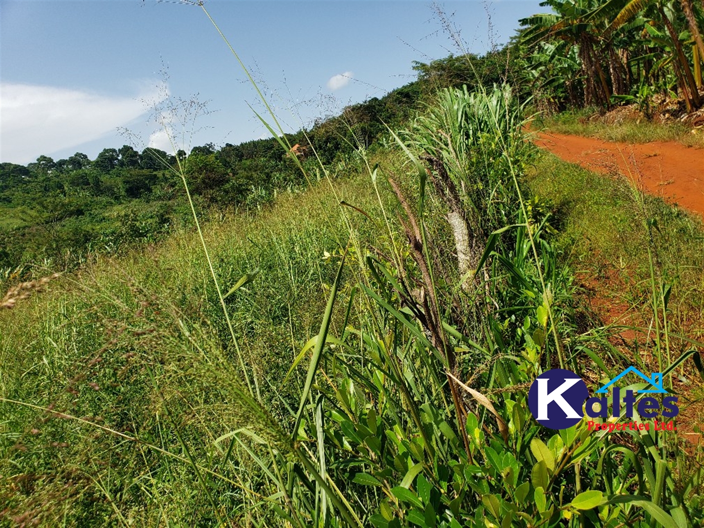 Agricultural Land for sale in Mpata Mukono