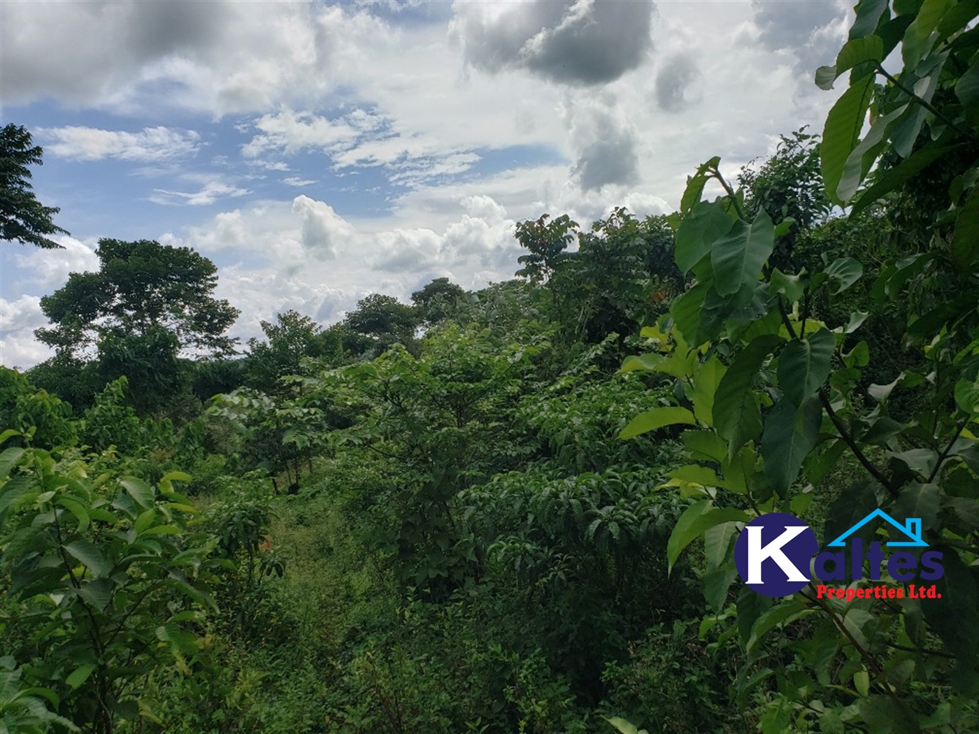 Agricultural Land for sale in Mpata Mukono