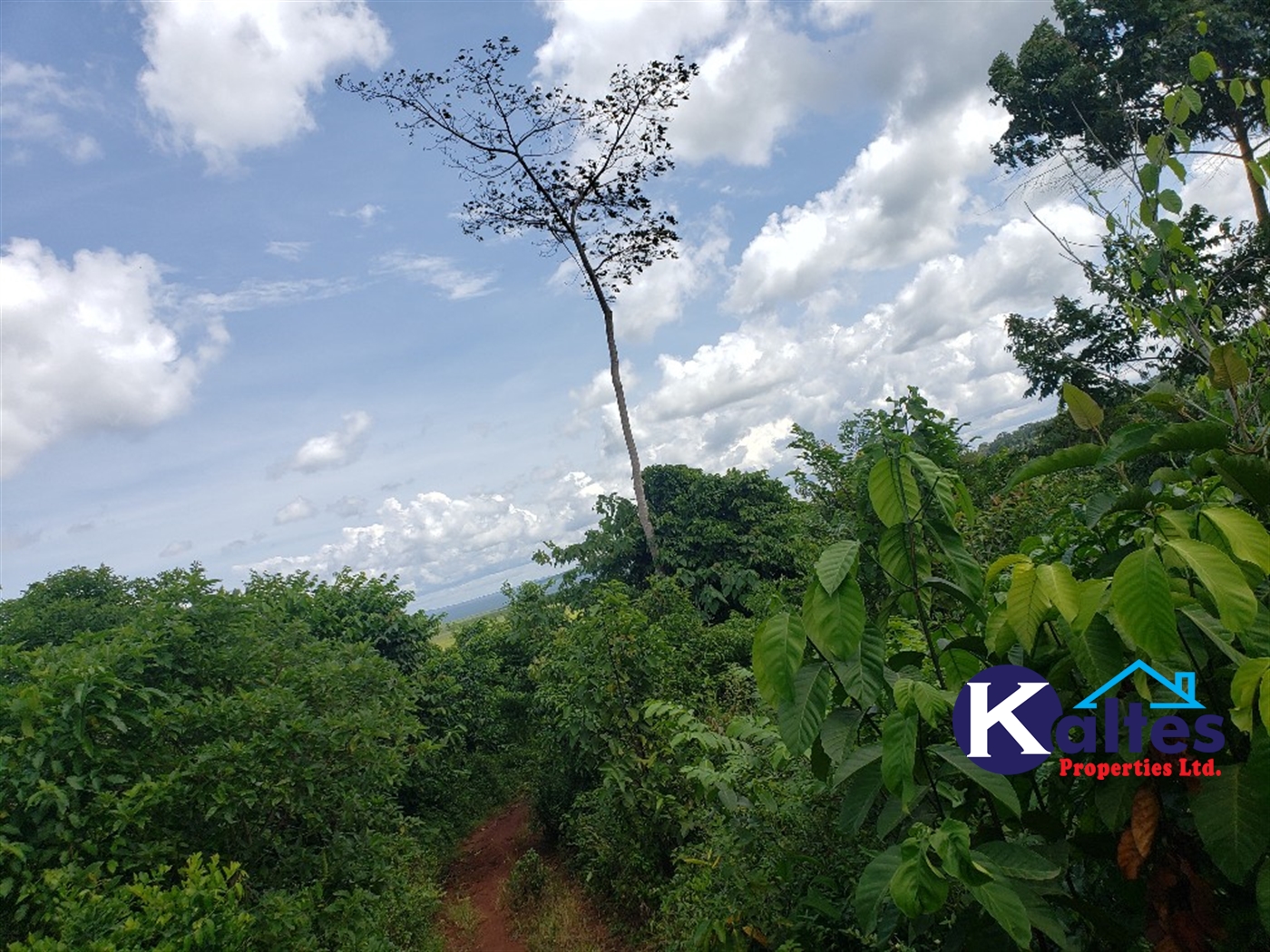 Agricultural Land for sale in Mpata Mukono