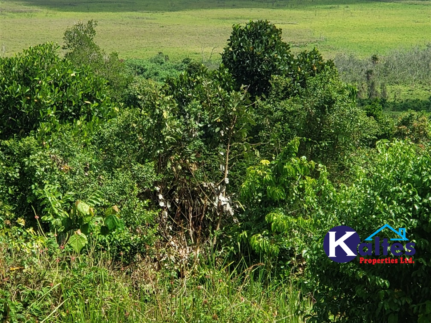 Agricultural Land for sale in Mpata Mukono