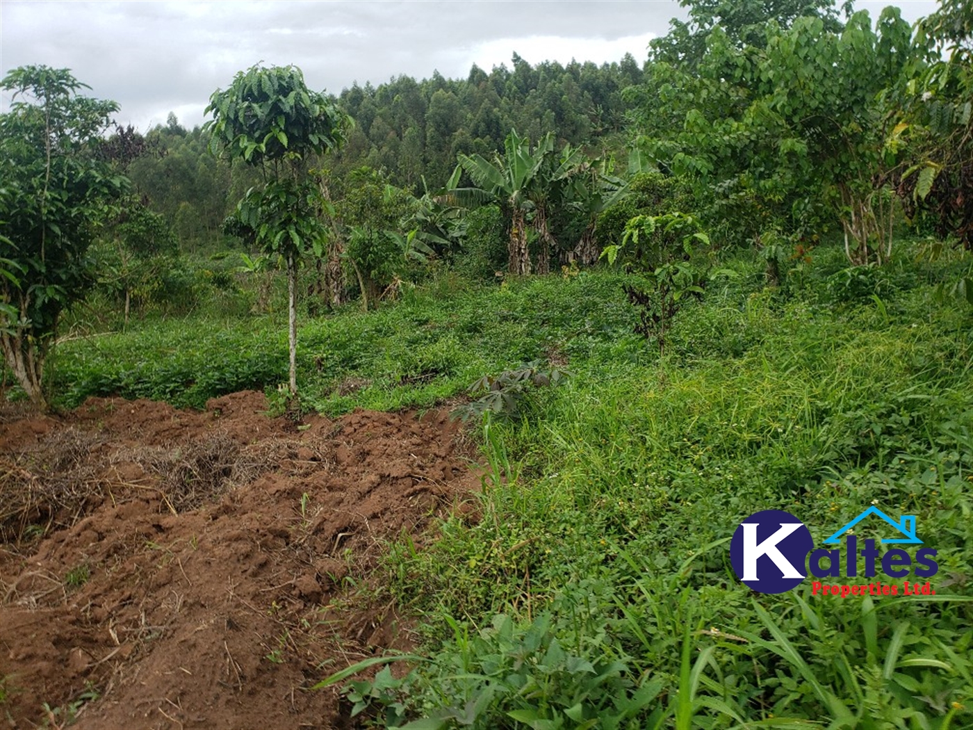 Agricultural Land for sale in Mpata Mukono