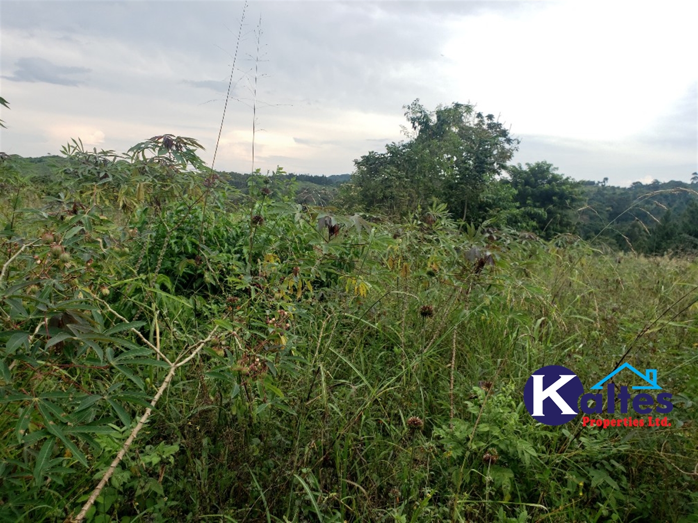 Agricultural Land for sale in Nkokonjeru Mukono