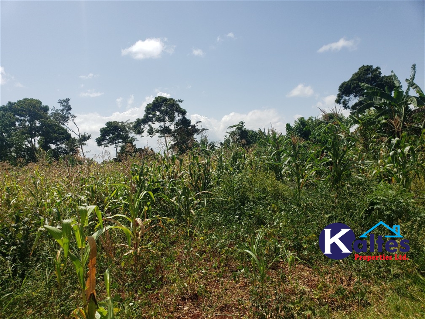 Agricultural Land for sale in Mpata Mukono