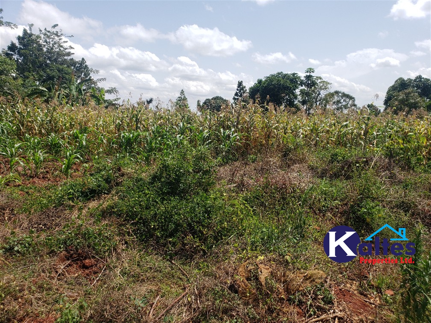 Agricultural Land for sale in Mpata Mukono