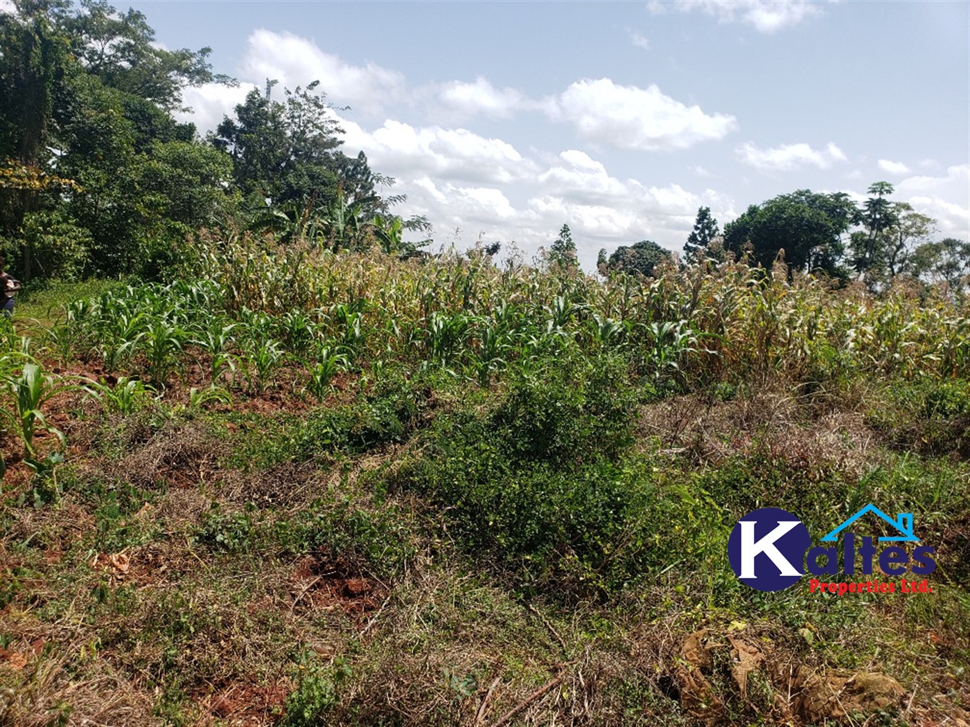 Agricultural Land for sale in Mpata Mukono