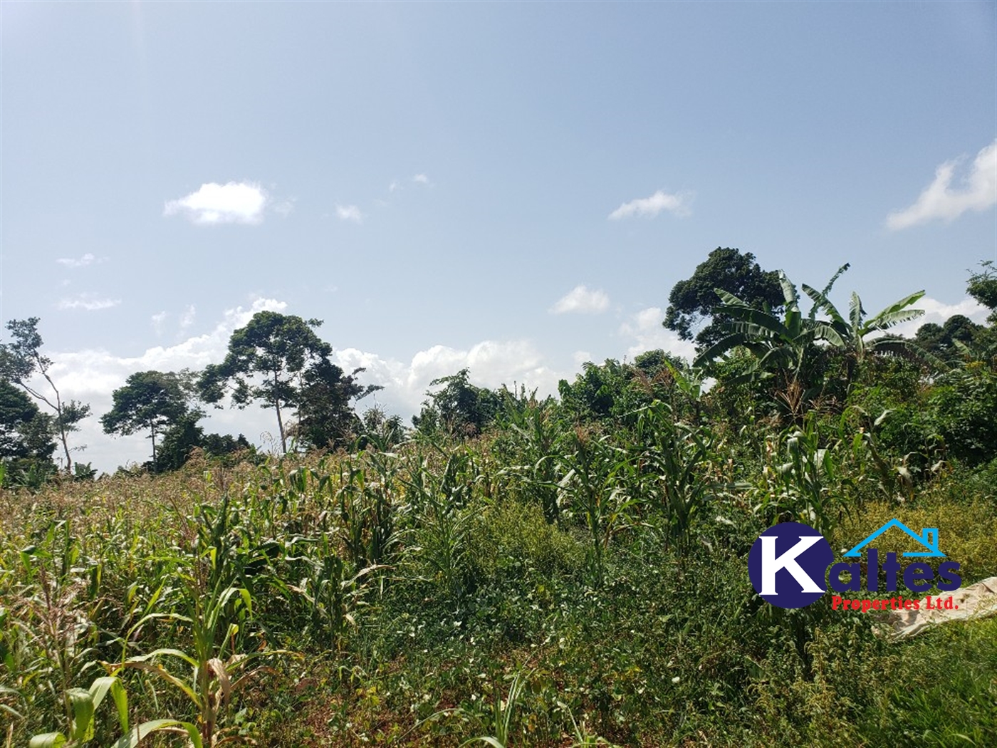 Agricultural Land for sale in Mpata Mukono