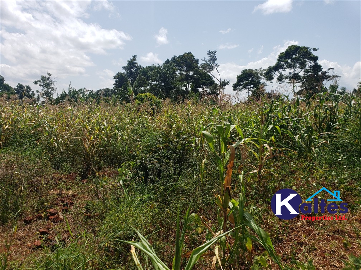 Agricultural Land for sale in Mpata Mukono