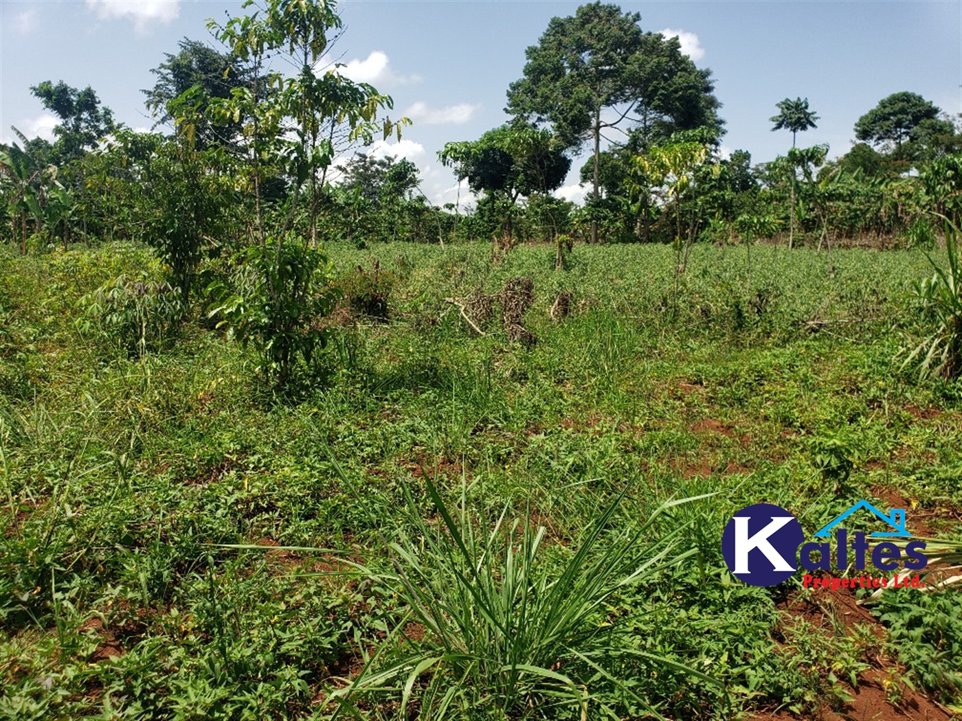 Agricultural Land for sale in Mpata Mukono