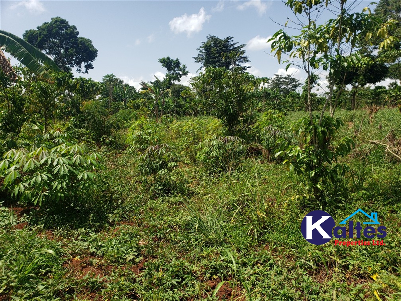 Agricultural Land for sale in Mpata Mukono