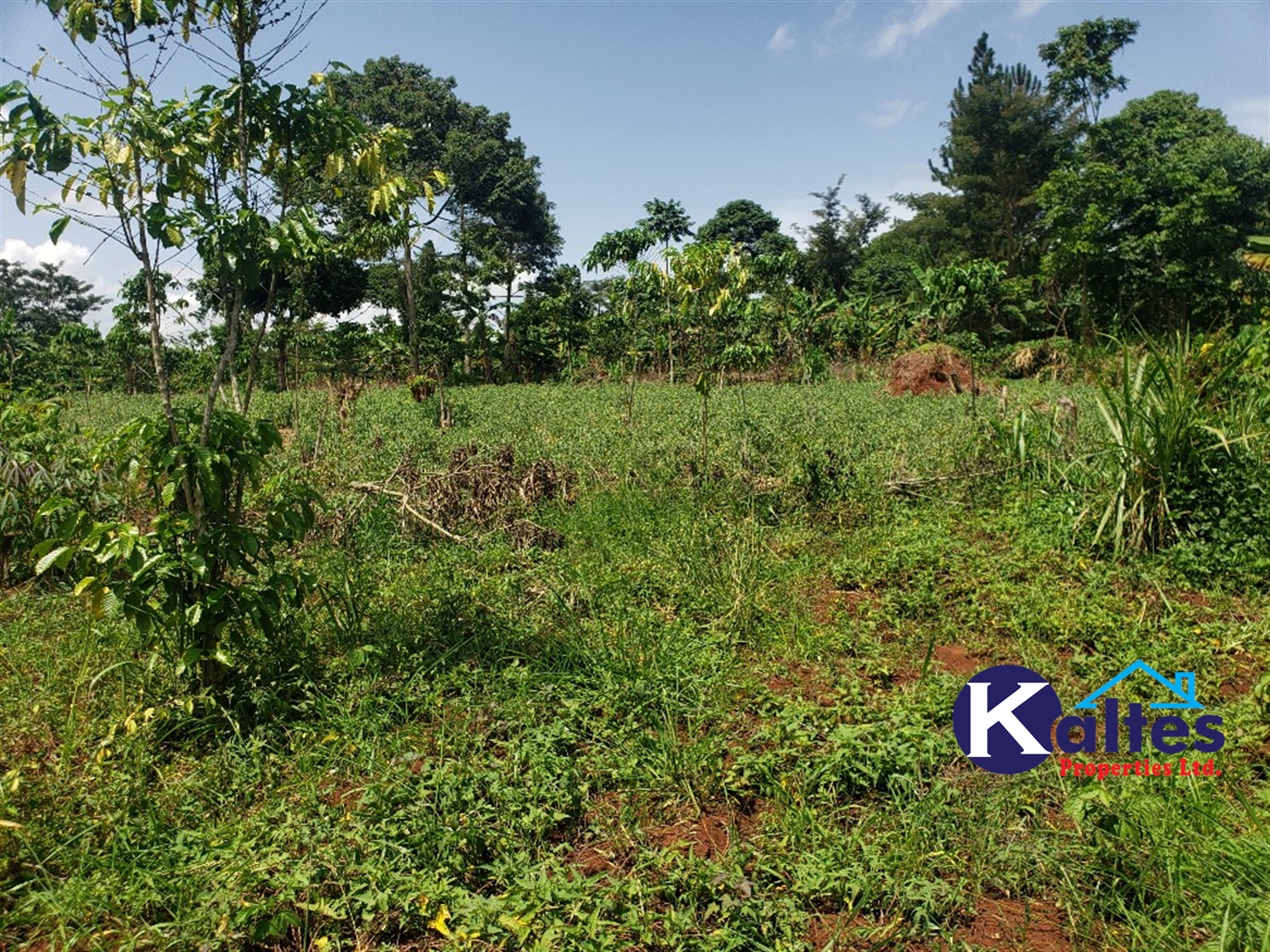 Agricultural Land for sale in Mpata Mukono