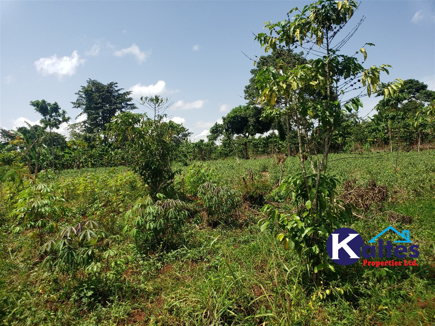 Agricultural Land for sale in Mpata Mukono