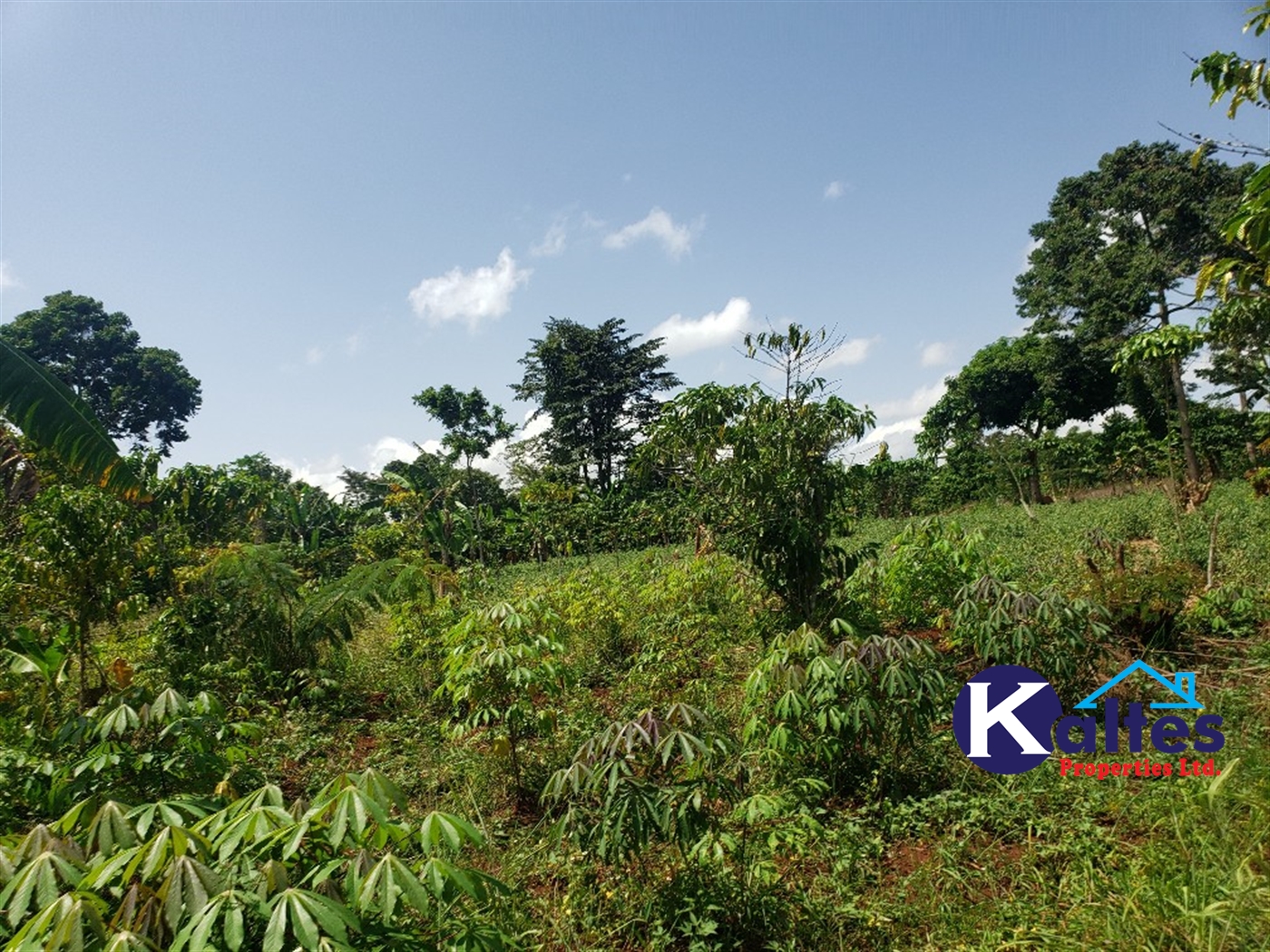 Agricultural Land for sale in Mpata Mukono