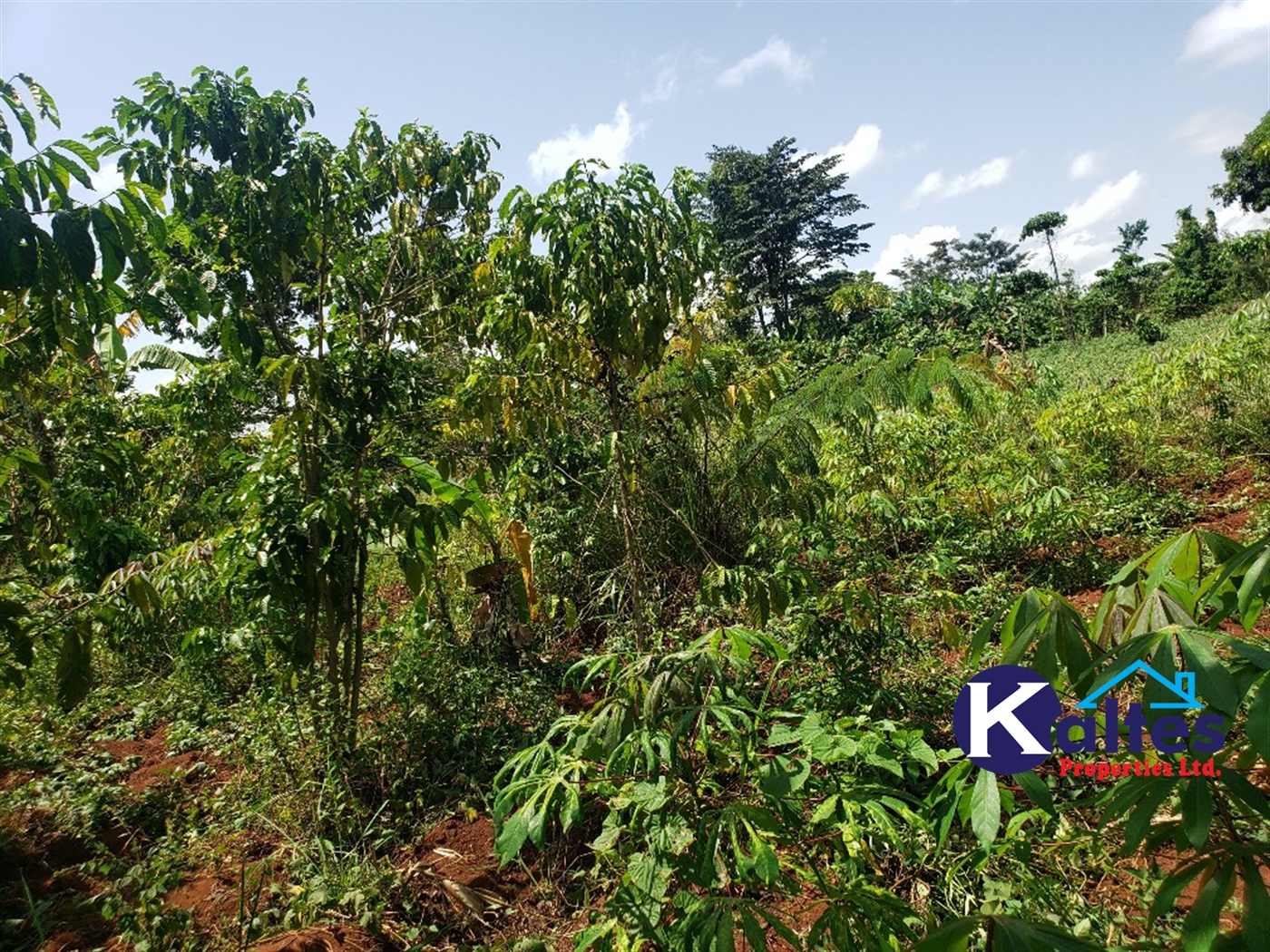 Agricultural Land for sale in Mpata Mukono