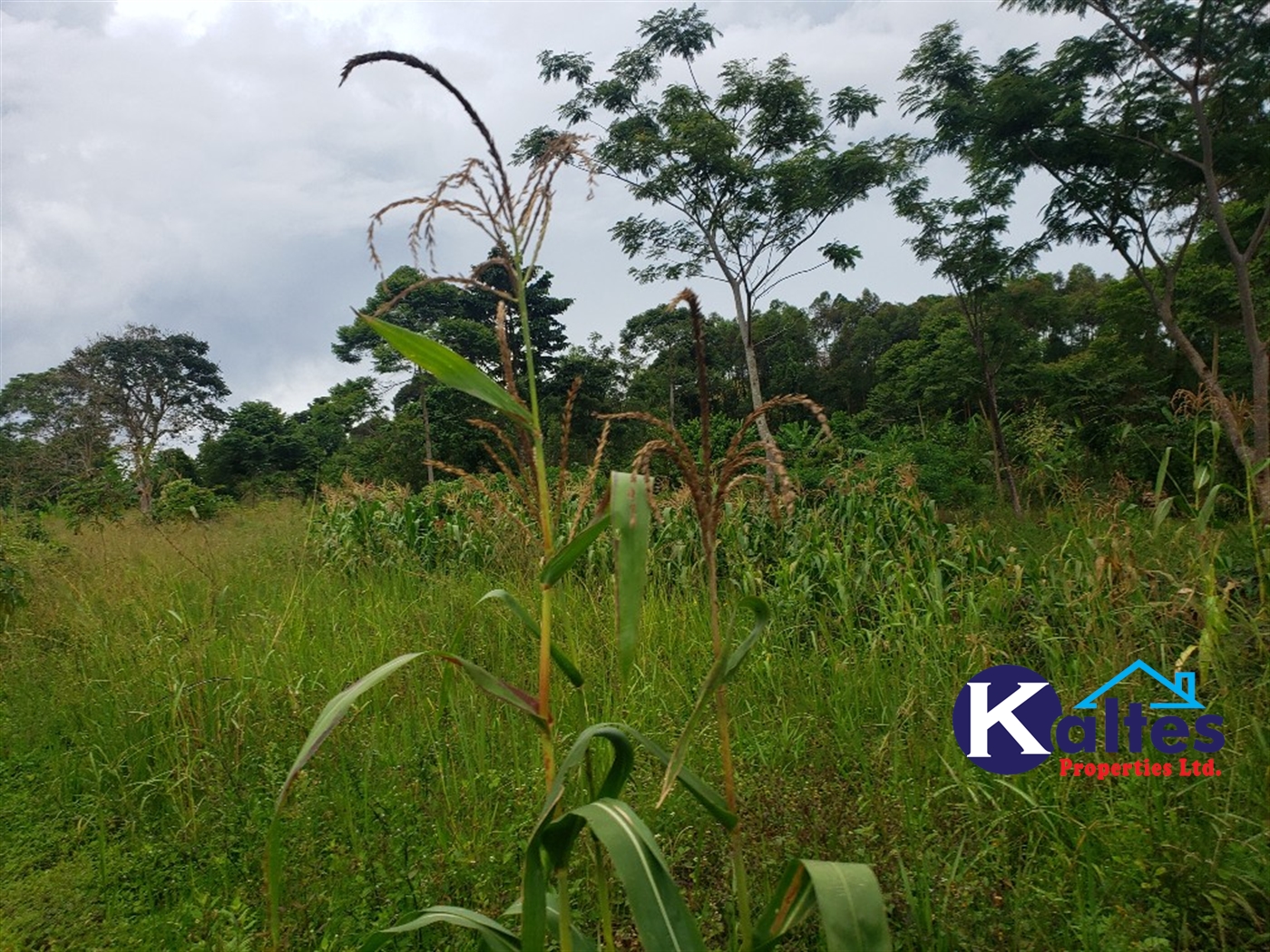 Agricultural Land for sale in Nkokonjeru Mukono