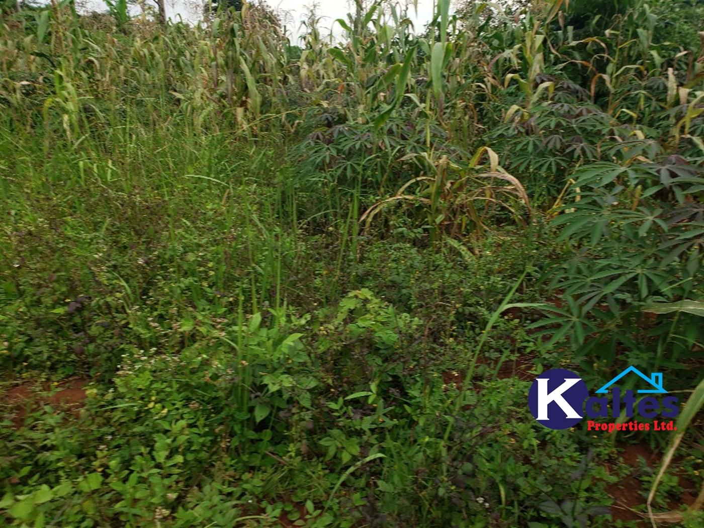 Agricultural Land for sale in Nkokonjeru Mukono