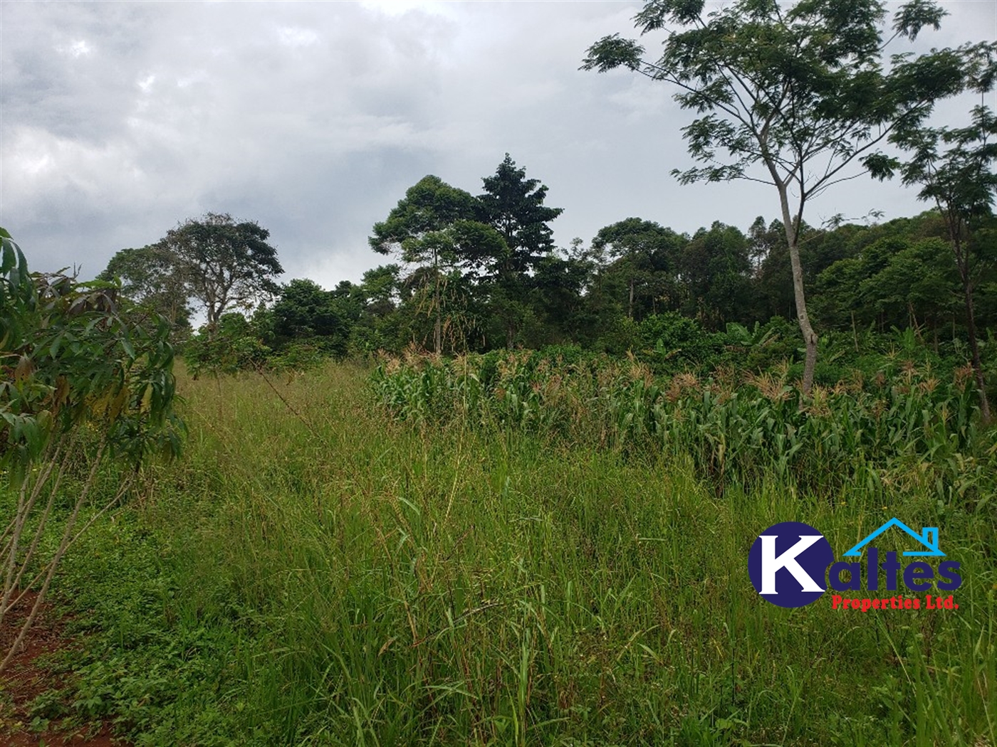 Agricultural Land for sale in Nkokonjeru Mukono