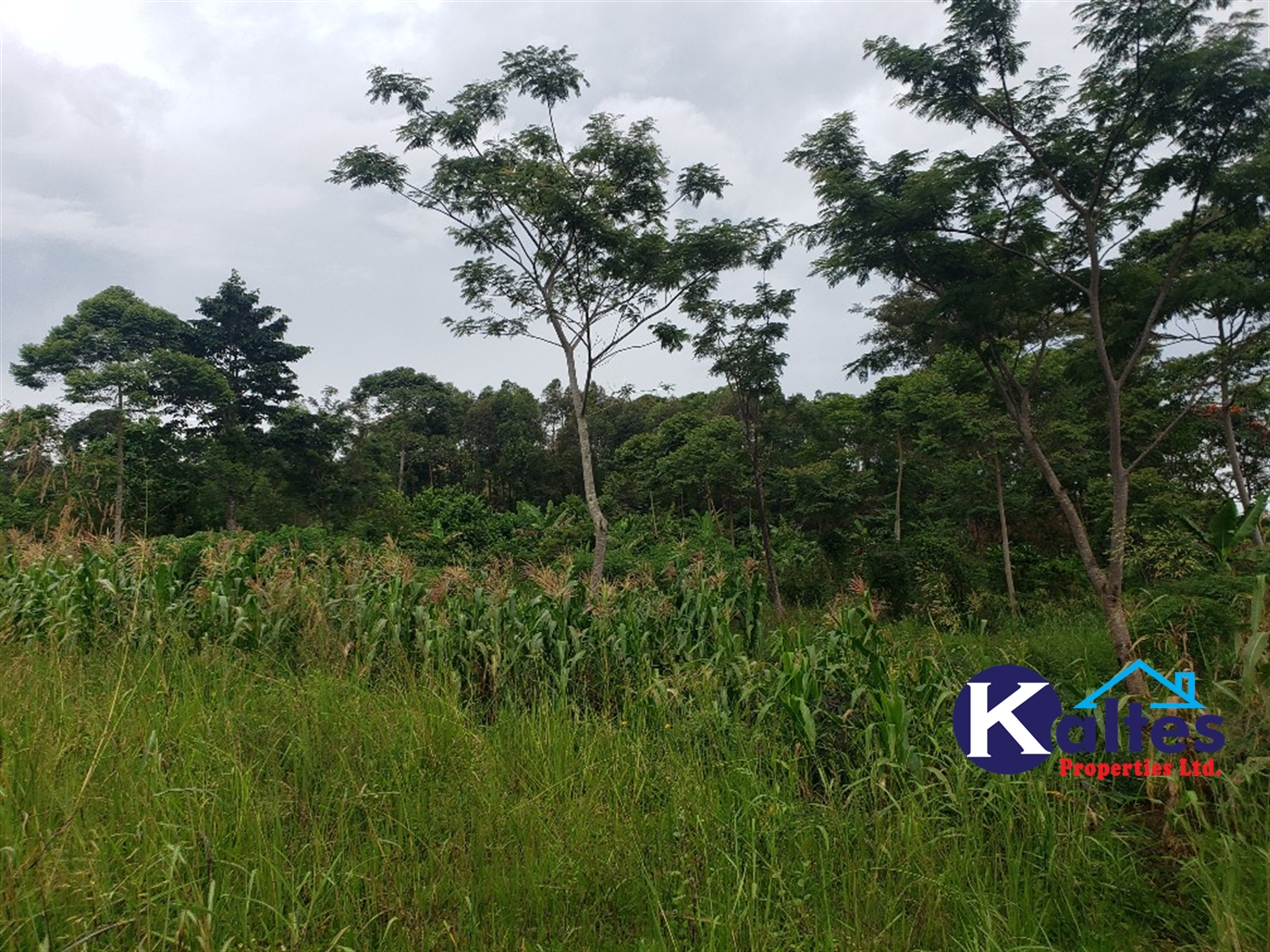 Agricultural Land for sale in Nkokonjeru Mukono